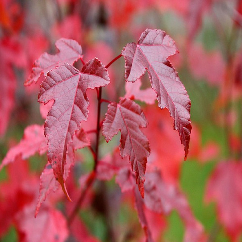 klen-ginnala-acer-ginnala-osennie-listya
