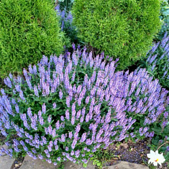 Шалфей дубравный 'Блаухугель' (Salvia nemorosa 'Blauhugel')