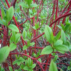 Дерен белый 'Сибирика' (Cornus alba 'Sibirica')