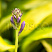 hosta-lehjksajd-littl-taft-hosta-lakeside-little-tuft-buton.jpg