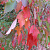 Клен красный 'Ред Сансет' (Acer rubrum 'Red Sunset')