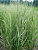 Вейник остроцветковый 'Овердам' (Calamagrostis acutiflora 'Overdam')