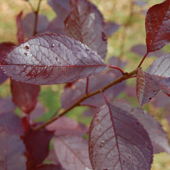 Черемуха виргинская 'Шуберт' (Prunus virginiana 'Shubert')