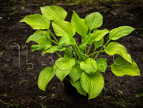 hosta-avgust-mun-hosta-august-moon-rastenie-v-gorshke.jpg