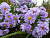 Астра кустарниковая 'Блю Букет' (Aster  dumosus 'Blue Bouquet')