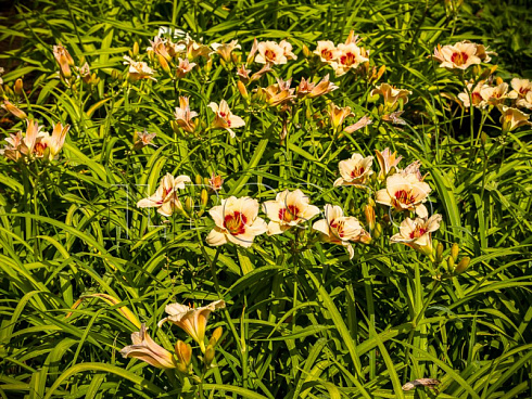 lilejnik-brilliant-sekl-hemerocallis-brilliant-circle-sazhency-v-ryadu.jpg