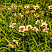 lilejnik-brilliant-sekl-hemerocallis-brilliant-circle-sazhency-v-ryadu.jpg