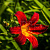 Лилейник 'Блэк Принц' (Hemerocallis 'Black Prince')