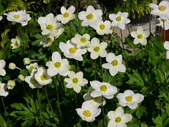 Анемона лесная (Anemone sylvestris)