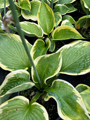 Хоста 'Фрэнсис Вильямс' (Hosta Frances Williams')