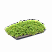 Очиток2