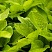 hosta-avgust-mun-hosta-august-moon-listya.jpg