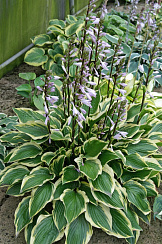 Хоста 'Пепл Сенсейшн' (Hosta 'Purple Sensation')