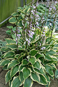 Хоста 'Пепл Сенсейшн' (Hosta 'Purple Sensation')