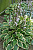 Хоста 'Пепл Сенсейшн' (Hosta 'Purple Sensation')