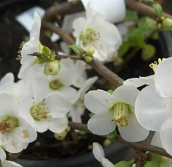 Айва  (Хеномелес) великолепная 'Нивалис' (Chaenomeles superba 'Nivalis')