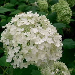 Гортензия древовидная 'Анабель' (Hydrangea arborescens 'Annabelle')