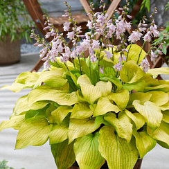 Хоста 'Ки Рен Джука' (Hosta 'Ki Ren Jyaku')