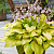 Хоста 'Ки Рен Джука' (Hosta 'Ki Ren Jyaku')