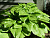 Хоста подорожниковая 'Афродита' (Hosta 'Aphrodite')