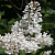Сирень престона 'Агнес Смит' (Syringa prestoniae 'Agnes Smith')