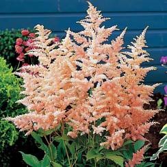 Астильба японская ‘Пич Блоссум’ (Astilbe japonica ‘Peach Blossom’)