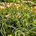 lilejnik-brilliant-sekl-hemerocallis-brilliant-circle-listya.jpg