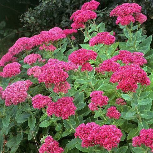 ochitok-vidnyj-brilliant-sedum-spectabile-brilliant-cvetenie-obilnoe-s-nachala-avgusta
