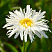 romashka-nivyanik-aglaya-leucanthemum-superbum-aglaia-cvetki-mahrovye