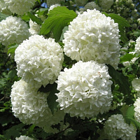 Калина обыкновенная 'Розеум' (Vibrunum opulus 'Roseum')