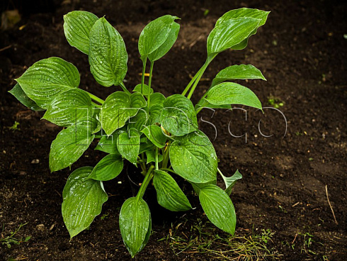hosta-forchuna-hyacinthia-hosta-fortune-hyacinthia-rastenie-v-gorshke.jpg
