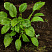 hosta-forchuna-hyacinthia-hosta-fortune-hyacinthia-rastenie-v-gorshke.jpg