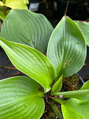 Хоста 'Блю Мамут' (Hosta 'Blue Mammoth')