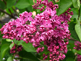 Сирень обыкновенная 'Хуго де Врайс' (Syringa vulgaris 'Hugo de Vries')