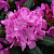 Рододендрон 'Розеум Элеганс' (Rhododendron 'Roseum Elegans')