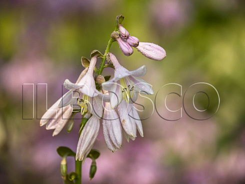 hosta-avgust-mun-hosta-august-moon-cvetok.jpg