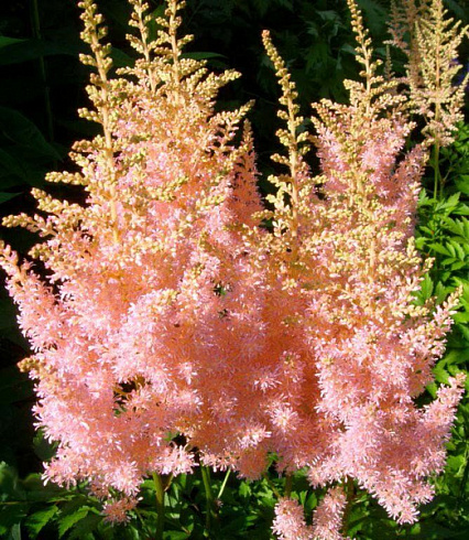 Астильба Арендса 'Punk Rock' (Astilbe arendsii 'Punk Rock')