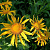 Гелениум 'Хупа' (Helenium hoopesil)
