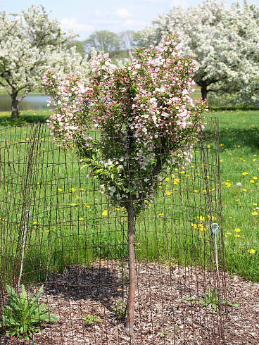 yablonya-dekorativnaya-adirondak-malus-adirondack-sazhenec