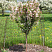 yablonya-dekorativnaya-adirondak-malus-adirondack-sazhenec