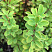 barbaris-tunberga-ehrekta-berberis-thunbergii-erecta-vetv.jpg