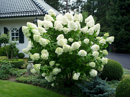 Гортензия метельчатая 'Полар Бир' (Hydrangea paniculata 'Polar Bear')