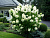 Гортензия метельчатая 'Полар Бир' (Hydrangea paniculata 'Polar Bear')