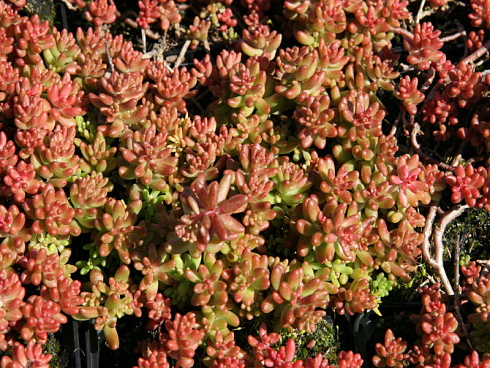 ochitok-belyj-murale-sedum-album-murale-stebli