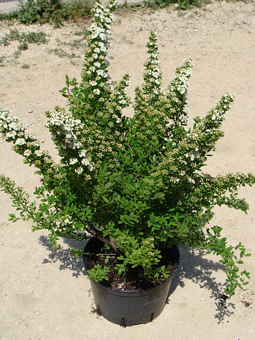 spireya-nipponskaya-snoumaund-spiraea-nipponica-snowmound-sazhenec.jpg