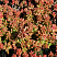 ochitok-belyj-murale-sedum-album-murale-stebli