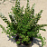 spireya-nipponskaya-snoumaund-spiraea-nipponica-snowmound-sazhenec.jpg