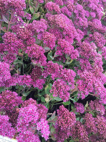 ochitok-vidnyj-herbstfrojde-sedum-spectabile-herbstfreude-cvety.jpg
