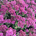 ochitok-vidnyj-herbstfrojde-sedum-spectabile-herbstfreude-cvety.jpg