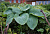 Хоста 'Биг Мама' (Hosta 'Big Mama')